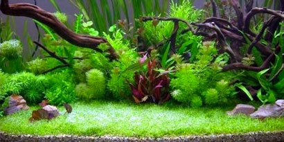 Живые растения для аквариумов