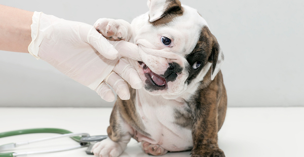 первая прививка щенку