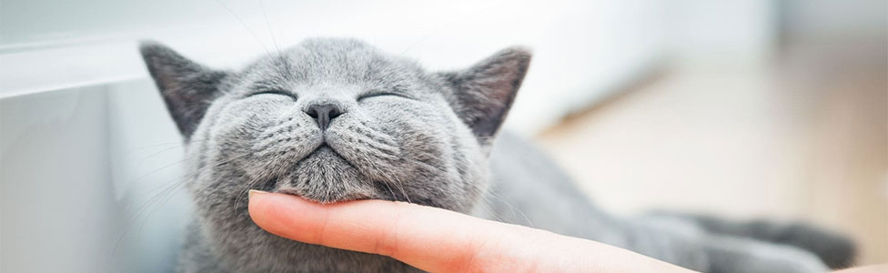 Лечение кошек: основные болезни и что с ними делать