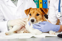 Способы стерилизации собак