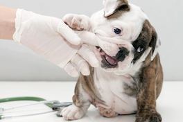 Необходимые ветеринарные процедуры для щенков до года