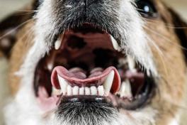 Как убрать неприятный запах изо рта собаки?