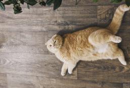 Ожирение среди котов: симптомы и опасности