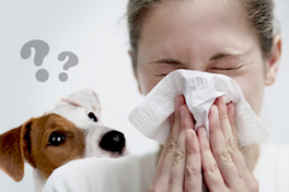 Животные для аллергиков - как выбрать?